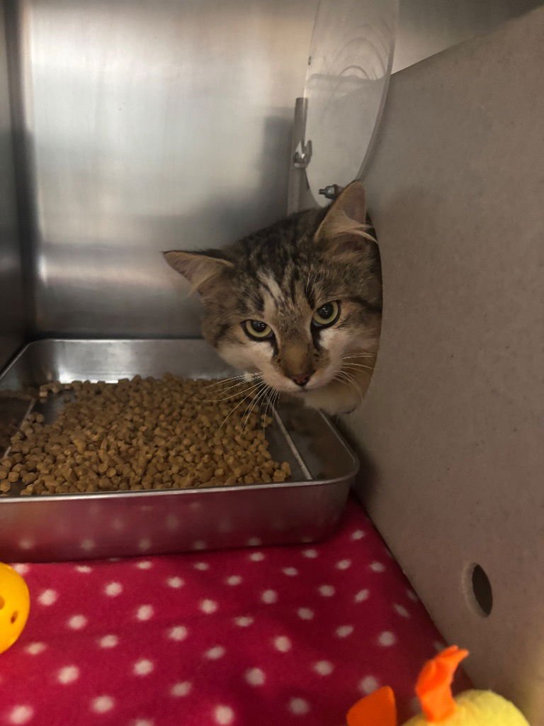 WHISKERS - Domestic Short Hair available for adoption