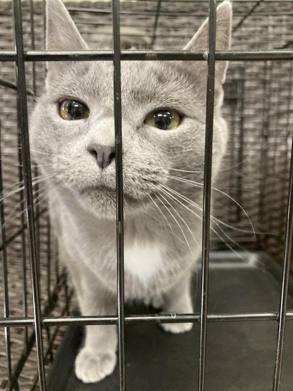 Freddie Bobbsey Image