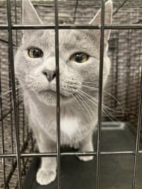 Freddie Bobbsey - Photo 1