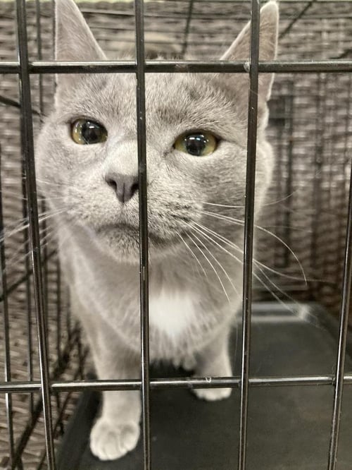 FREDDIE BOBBSEY - Domestic Short Hair available for adoption