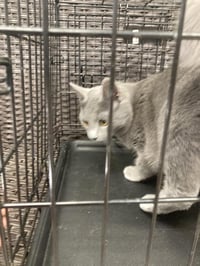 Freddie Bobbsey - Photo 2