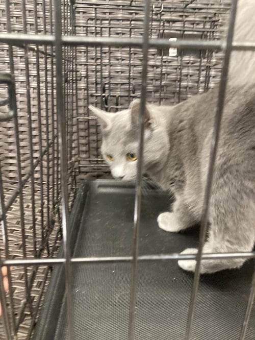 FREDDIE BOBBSEY - Domestic Short Hair available for adoption