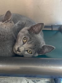 Freddie Bobbsey - Photo 3