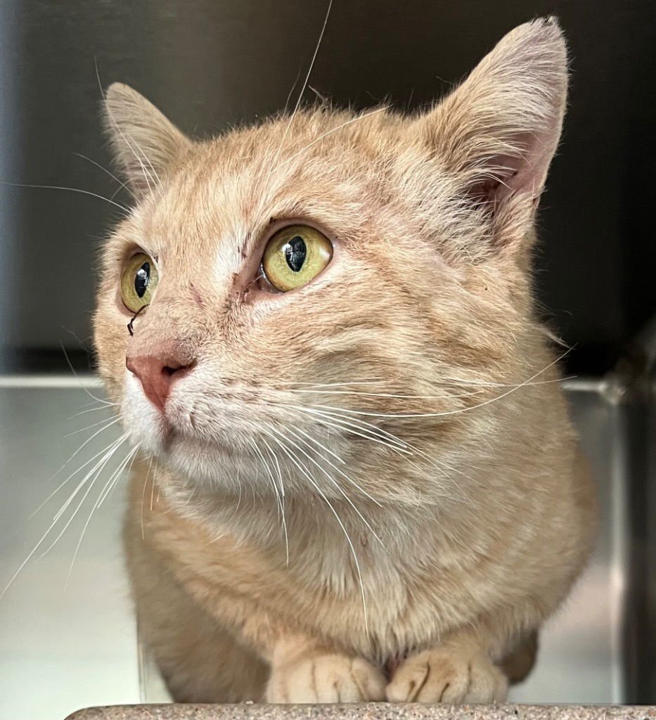 ROCKO - Domestic Short Hair available for adoption