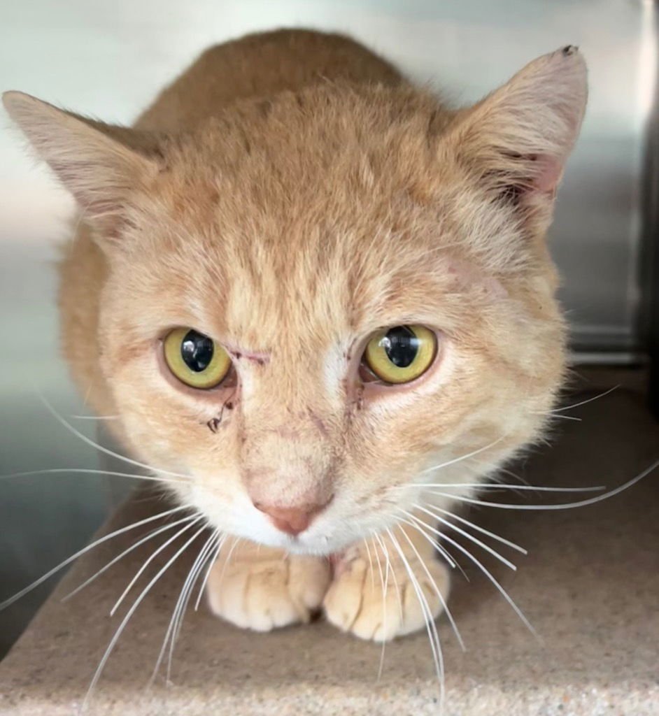 ROCKO - Domestic Short Hair available for adoption