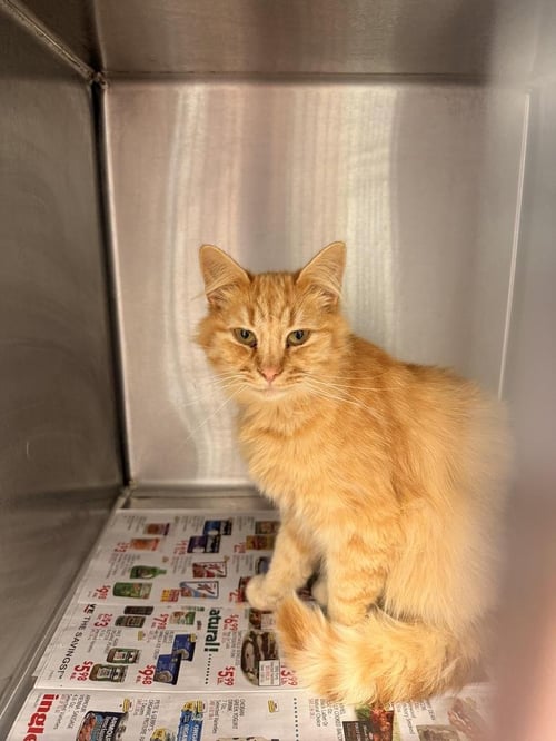 KILIMANJARO - Domestic Short Hair available for adoption