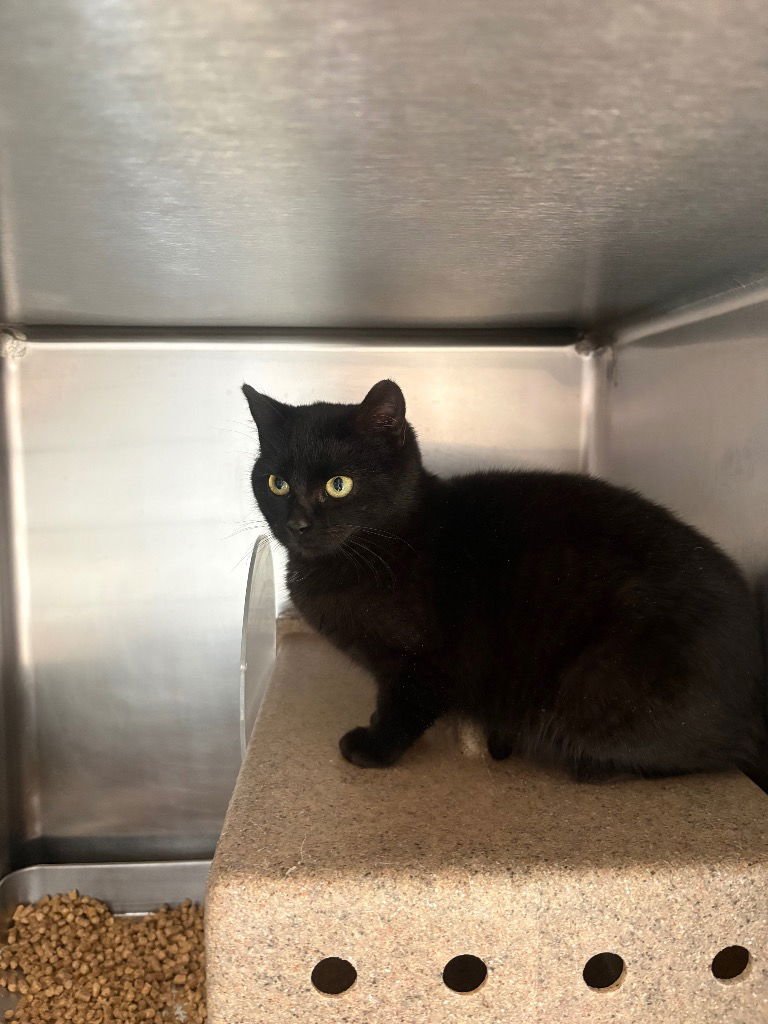 SALEM - Domestic Short Hair available for adoption