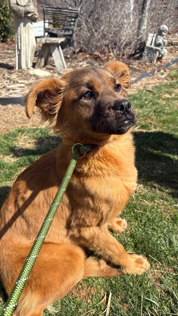 BLAZE - Labrador Retriever / Terrier available for adoption