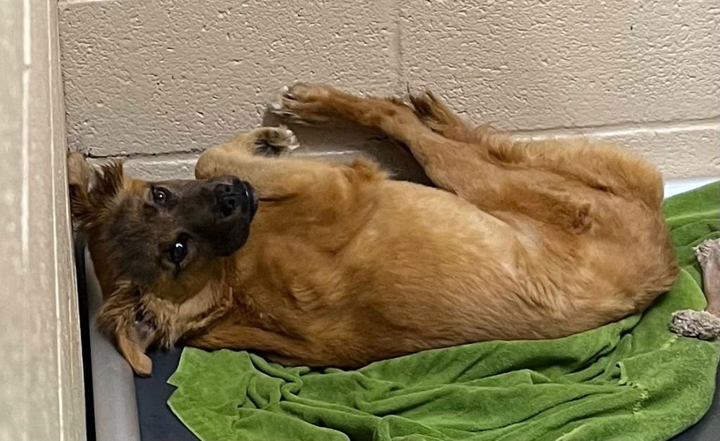 BLAZE - Labrador Retriever / Terrier available for adoption