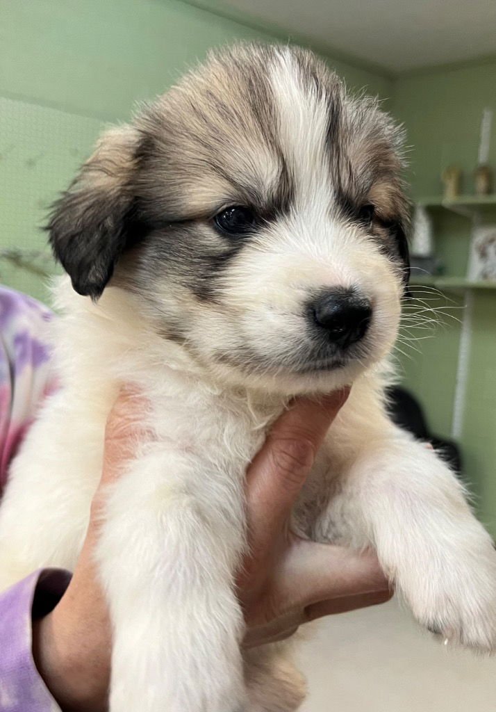 OCRACOKE - Great Pyrenees / Terrier available for adoption