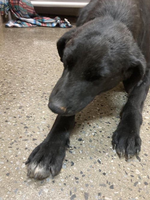 HUFFALUMP - Labrador Retriever / Border Collie available for adoption