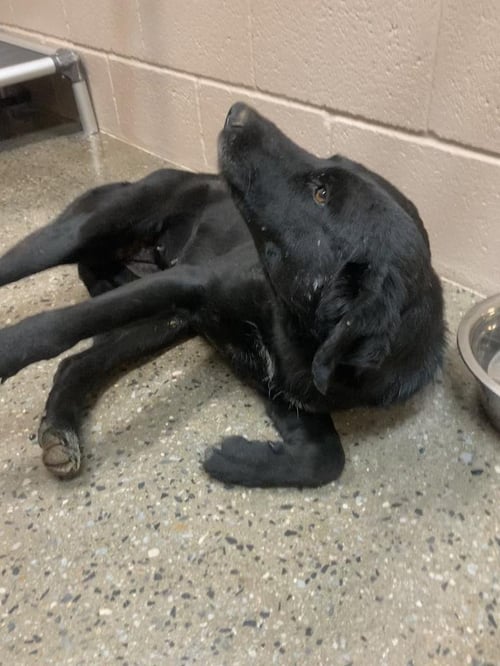 HUFFALUMP - Labrador Retriever / Border Collie available for adoption