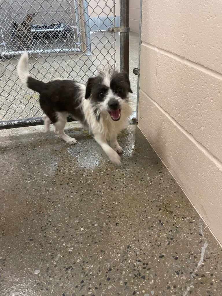 YALTA - Terrier available for adoption