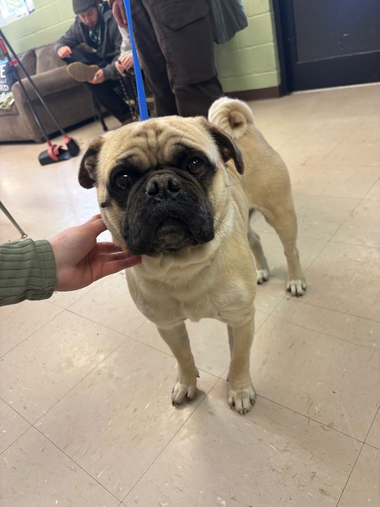 CINNAMON - Pug available for adoption