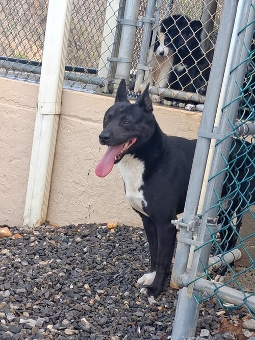 SPROUT - Border Collie available for adoption