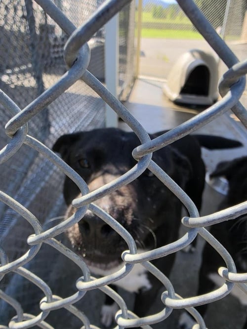 SPROUT - Border Collie available for adoption