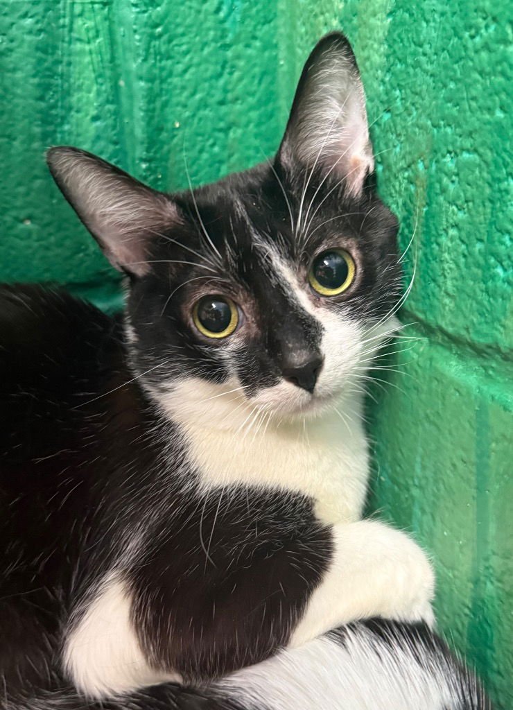 QUILL - Domestic Short Hair available for adoption