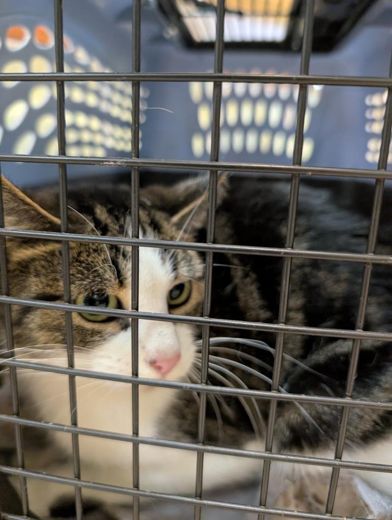 SILKY - Domestic Short Hair available for adoption