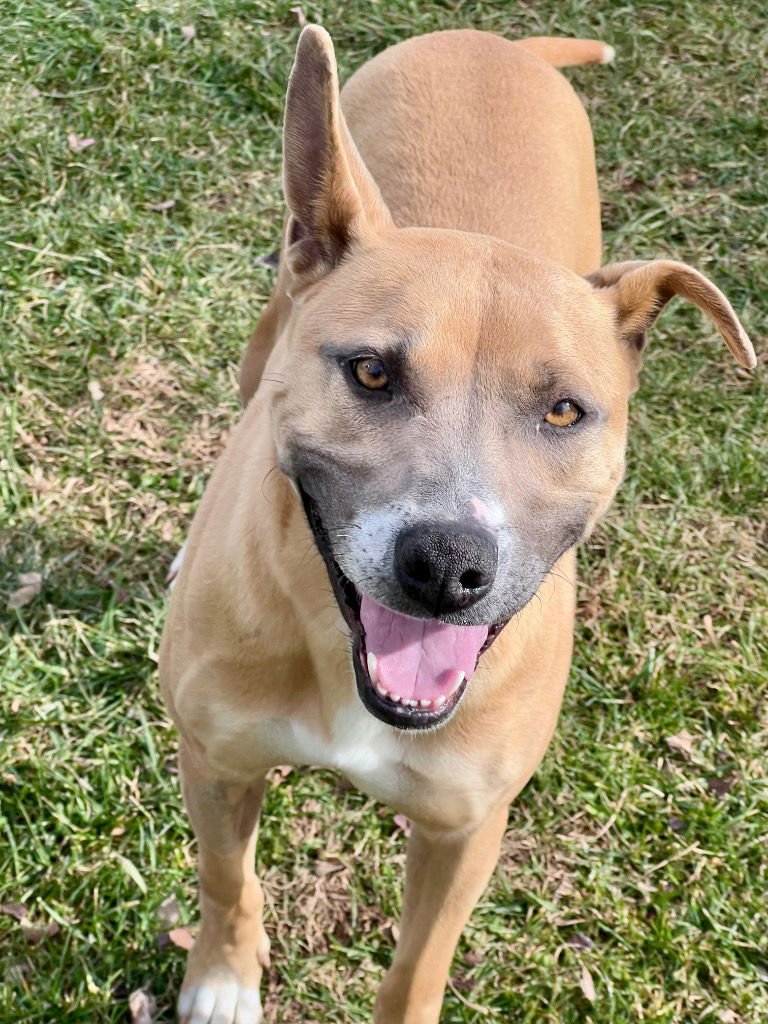 LIGEIA - Terrier / Terrier available for adoption