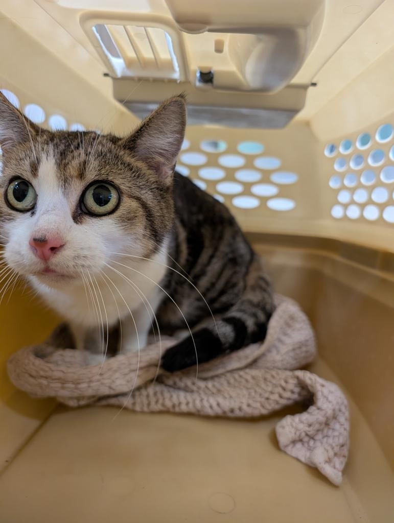 SPICY - Domestic Short Hair available for adoption