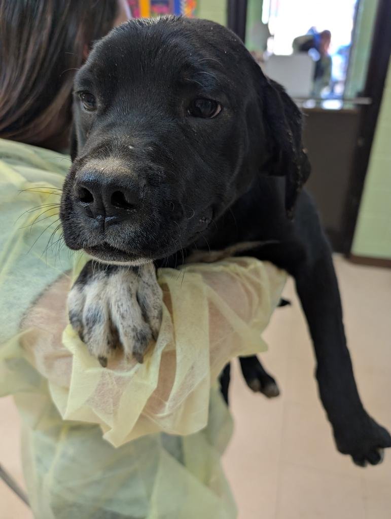 KODA - German Shorthaired Pointer / Australian Cattle Dog/Blue Heeler available for adoption