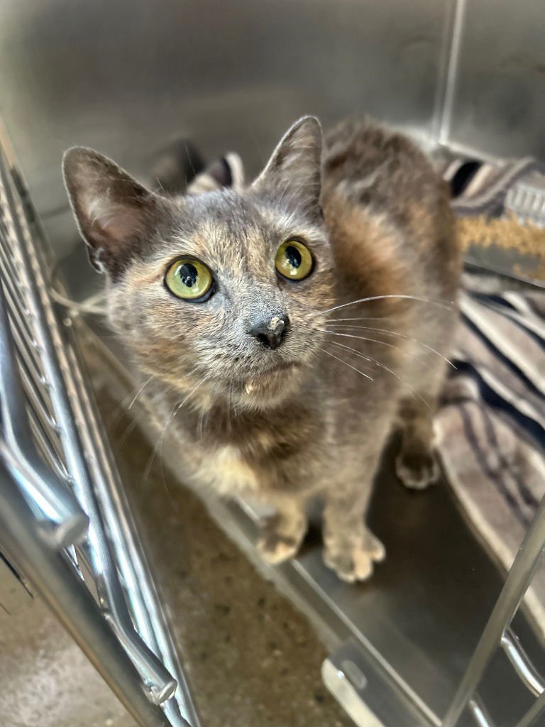 ROSEMARY - Domestic Short Hair available for adoption