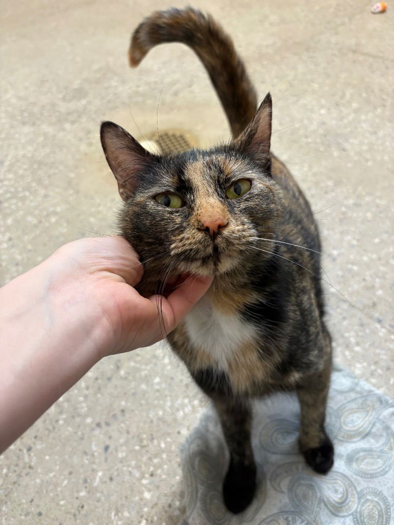 BIMI - Domestic Medium Hair available for adoption