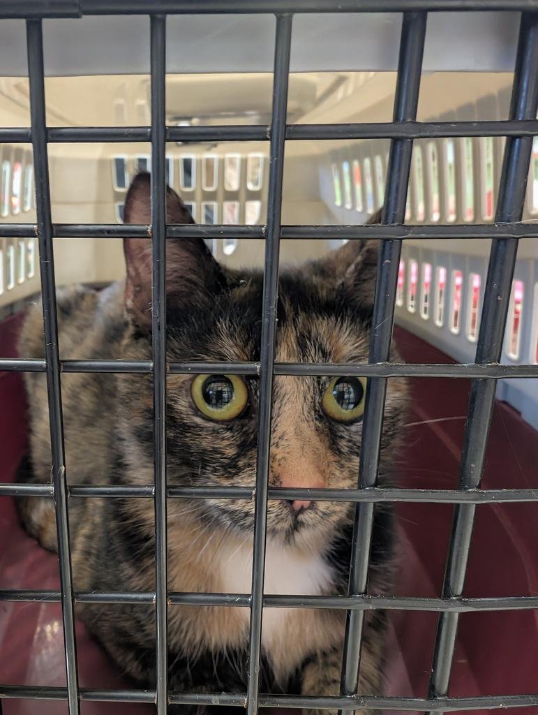 BIMI - Domestic Medium Hair available for adoption