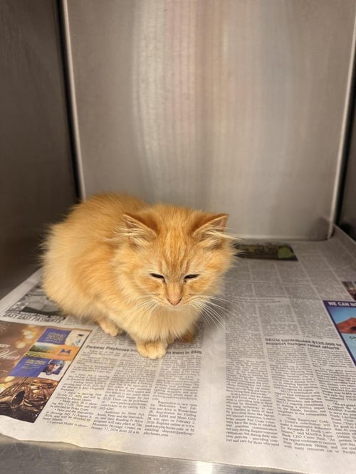 EVEREST - Domestic Medium Hair available for adoption