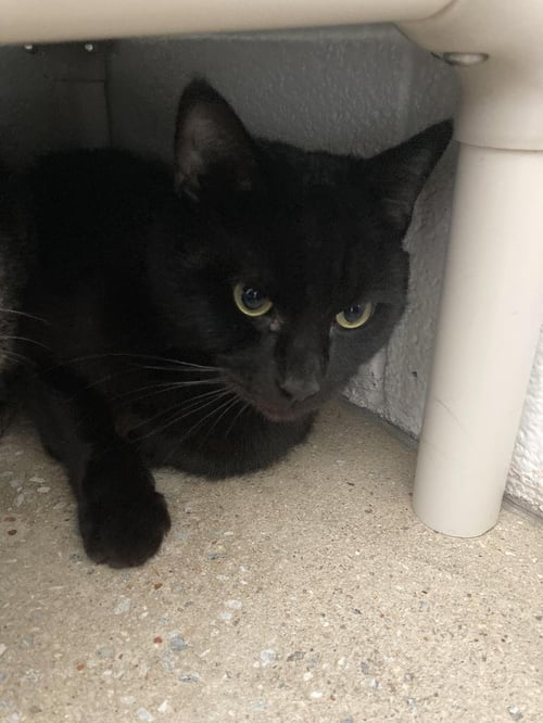 COSMO - Domestic Short Hair available for adoption