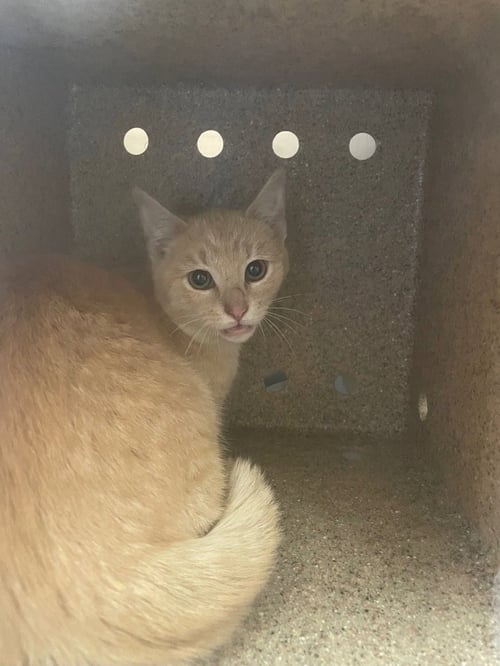 PENELOPE - Domestic Short Hair available for adoption