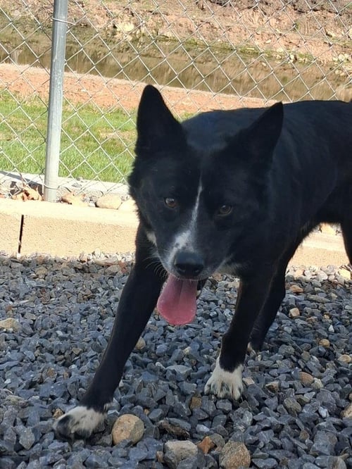 SUNSHINE - Collie available for adoption