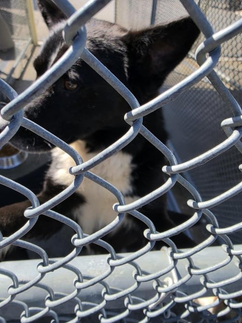 SUNSHINE - Collie available for adoption