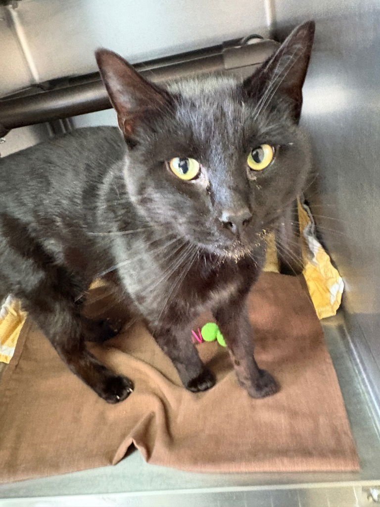 FRANKLIN - Domestic Short Hair available for adoption