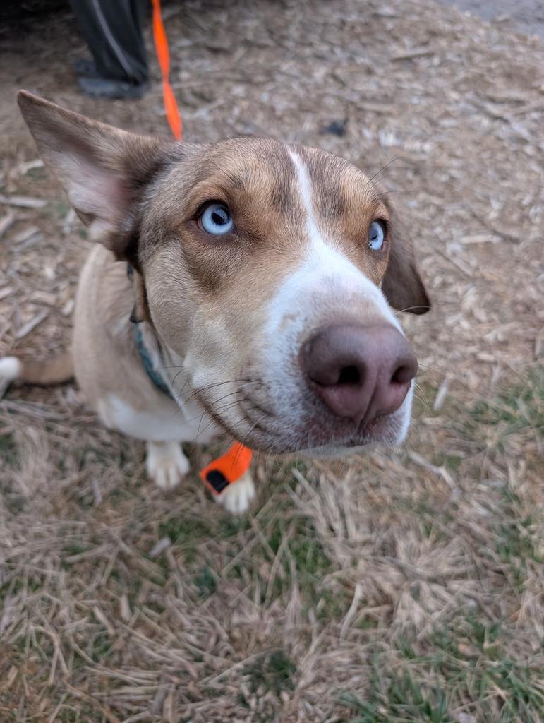 SPARROW - Husky available for adoption