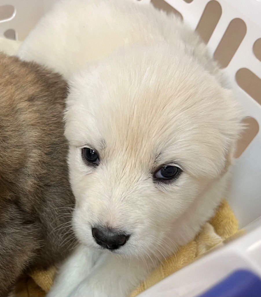 COROLLA - Great Pyrenees / Terrier available for adoption