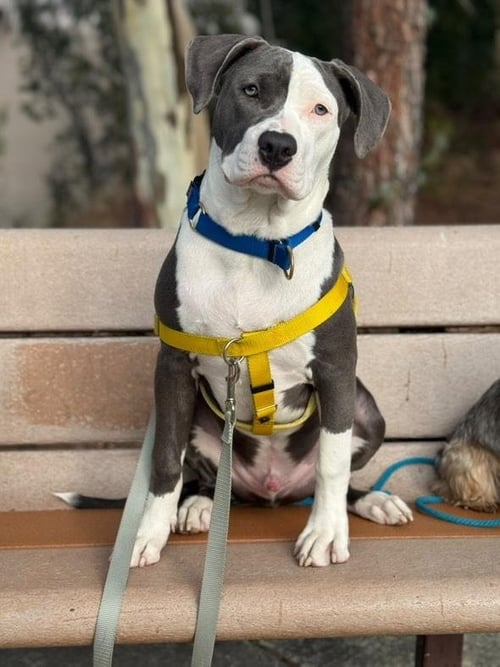 KAI - American Staffordshire Terrier available for adoption