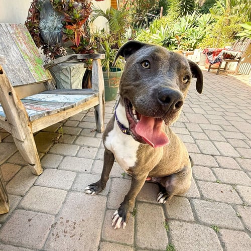 SCOTTIE - Staffordshire Bull Terrier / Labrador Retriever available for adoption