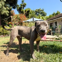 Scottie - Photo 3
