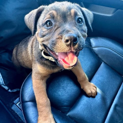 SPRING - Shepherd available for adoption