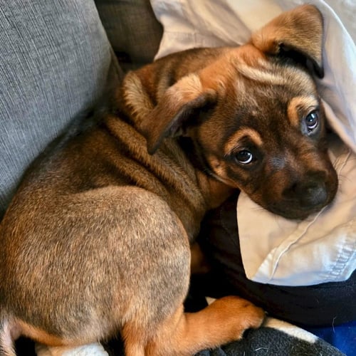 SPRING - Shepherd available for adoption