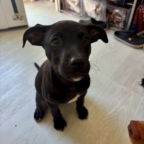 JANET - American Staffordshire Terrier available for adoption