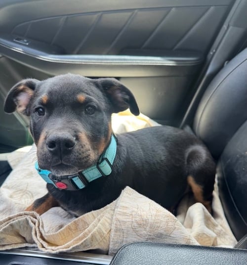 MAX - Rottweiler available for adoption