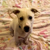 Daisy - Photo 7