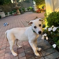 Daisy - Photo 5