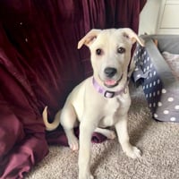 Daisy - Photo 4