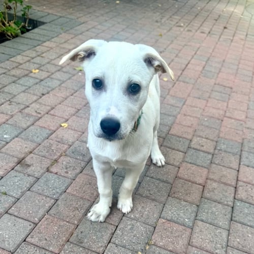 DAISY - Labrador Retriever available for adoption