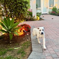 Daisy - Photo 6