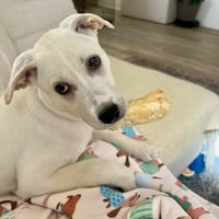 Daisy - Photo 8