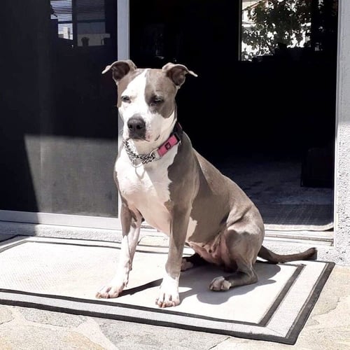 PEGGY - American Staffordshire Terrier available for adoption